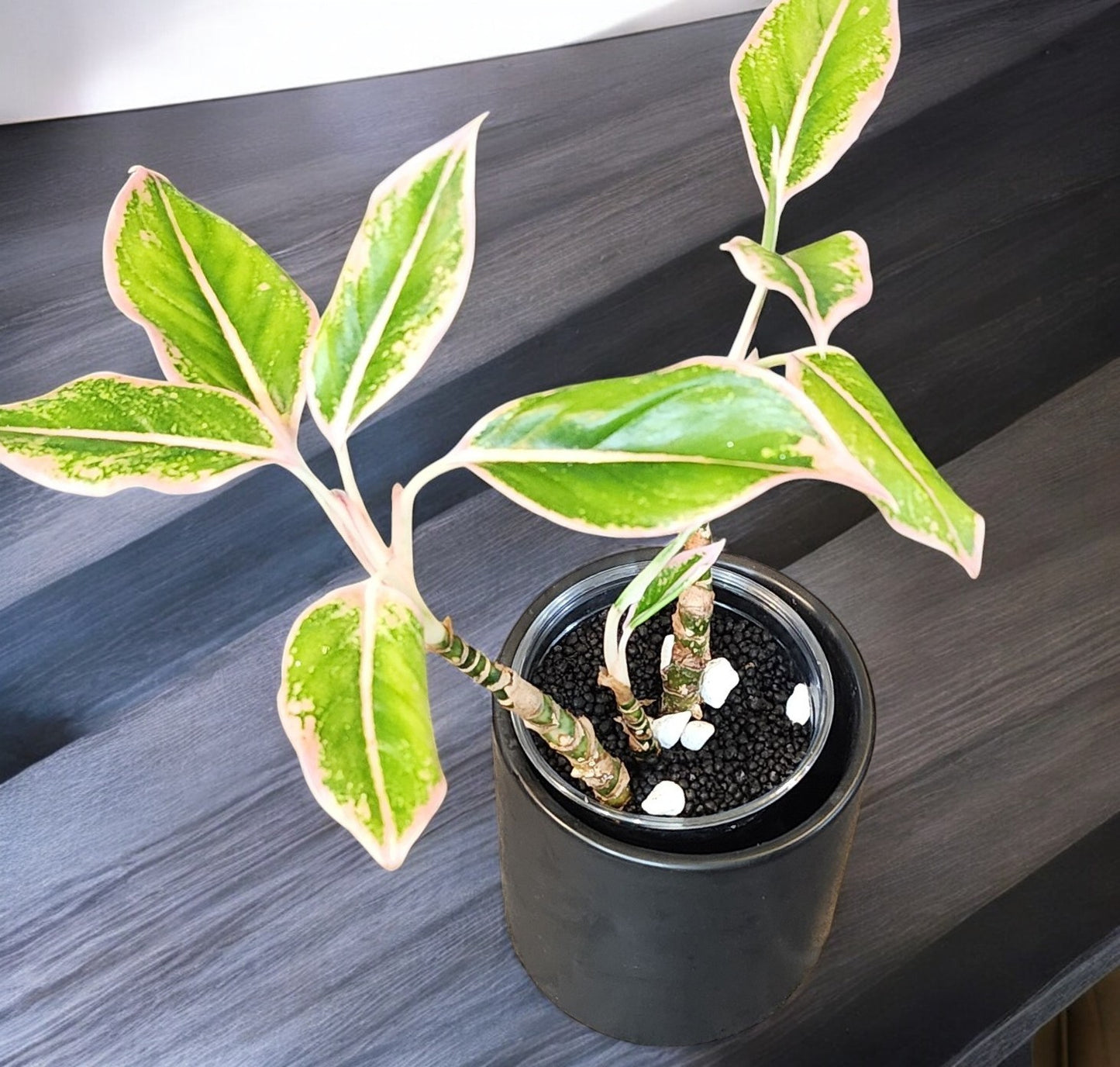 Aglaonema Pink Siam Aurora with 3 plants in the pot!