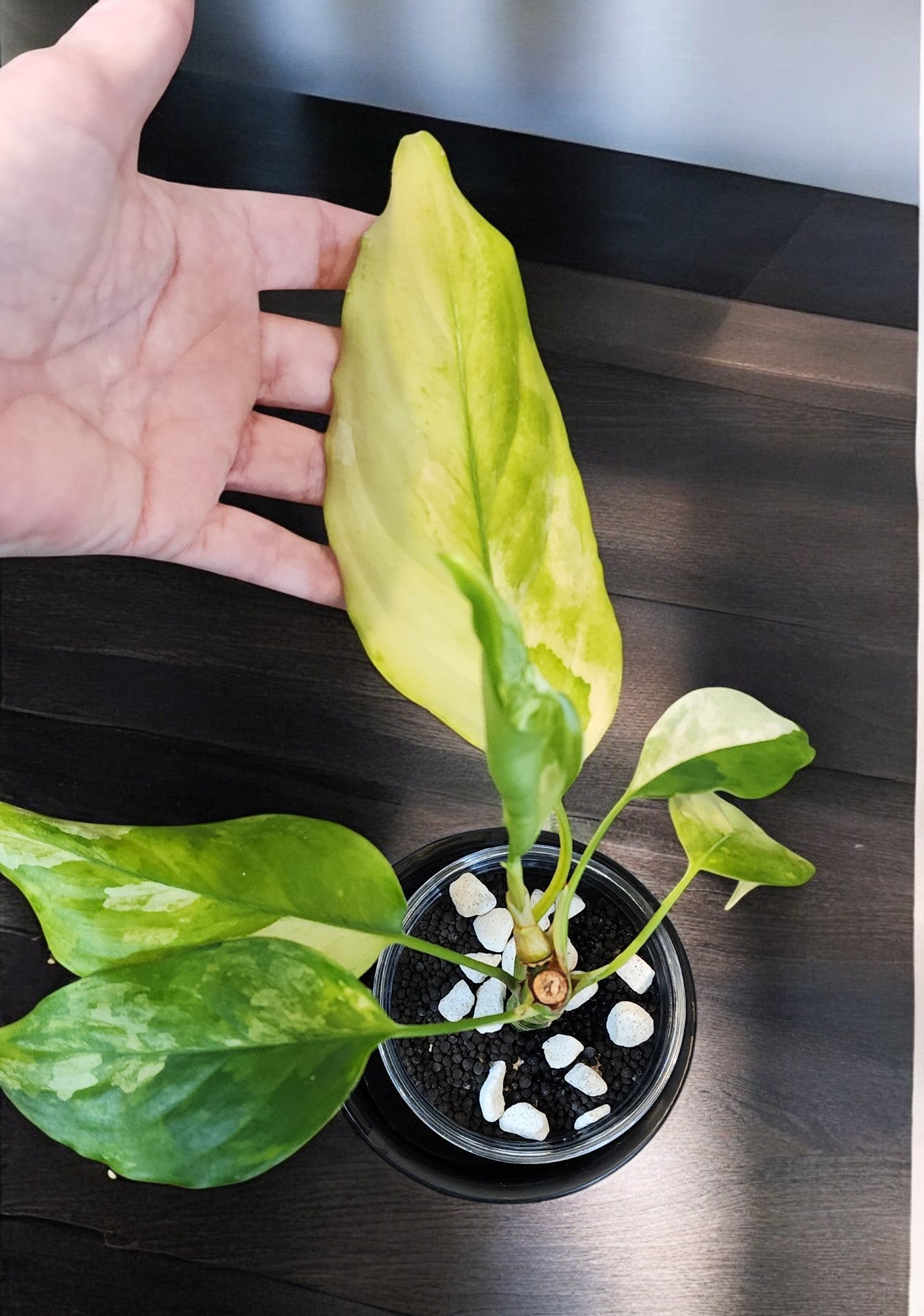 Aglaonema Modestum Split Milk Variegated Albo