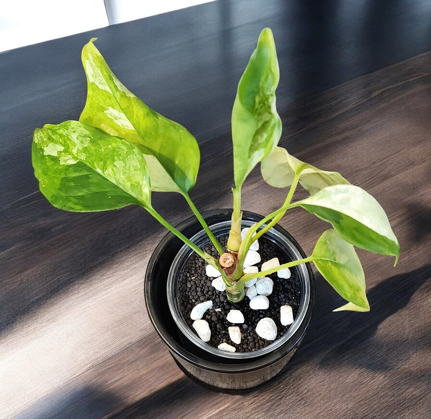 Aglaonema Modestum Split Milk Variegated Albo