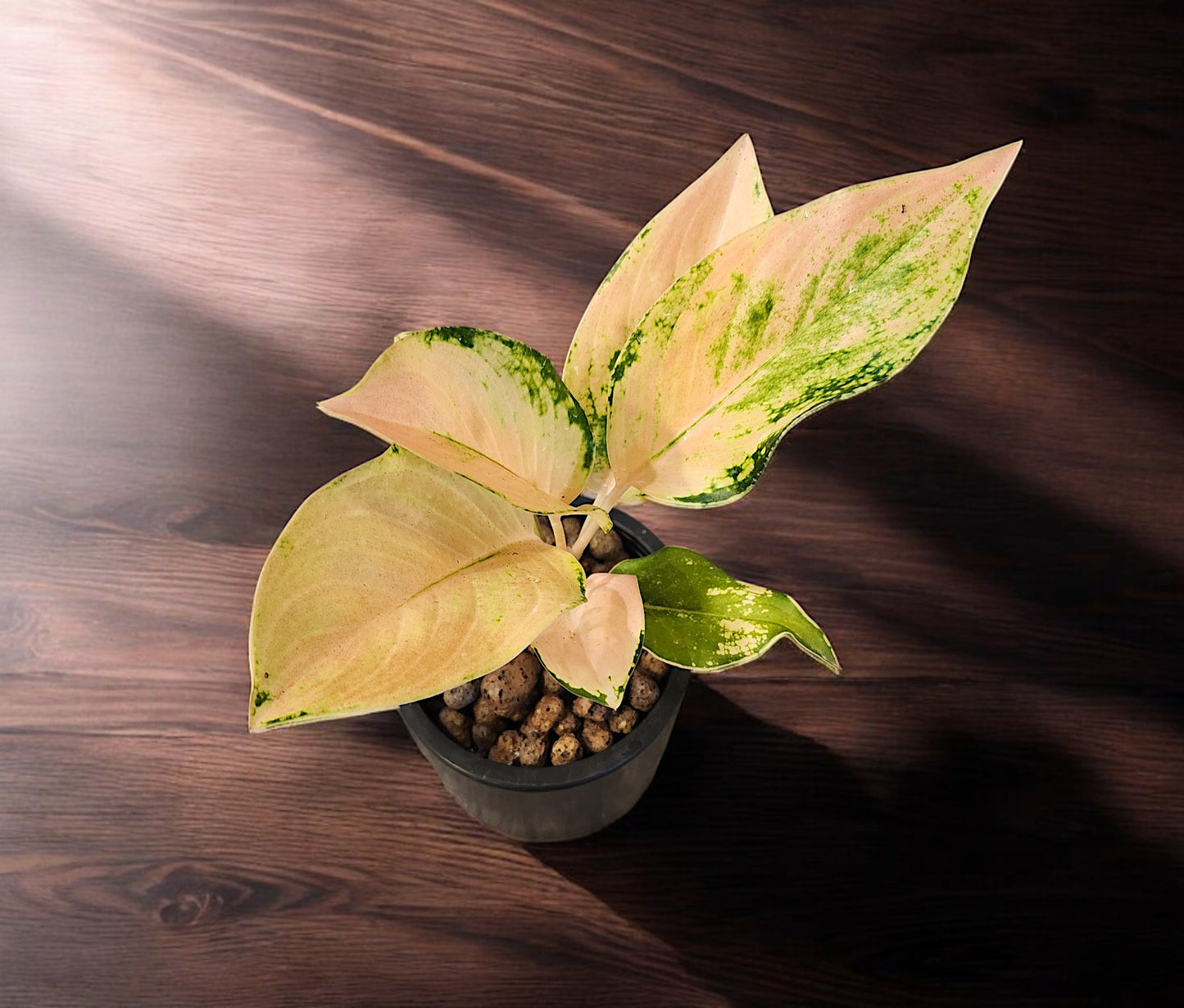 Aglaonema Ebony Cochin