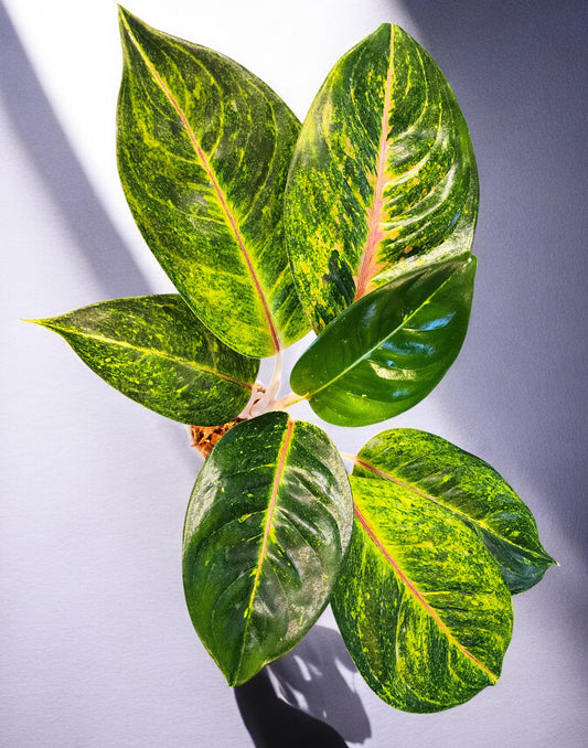 Aglaonema Green Papaya