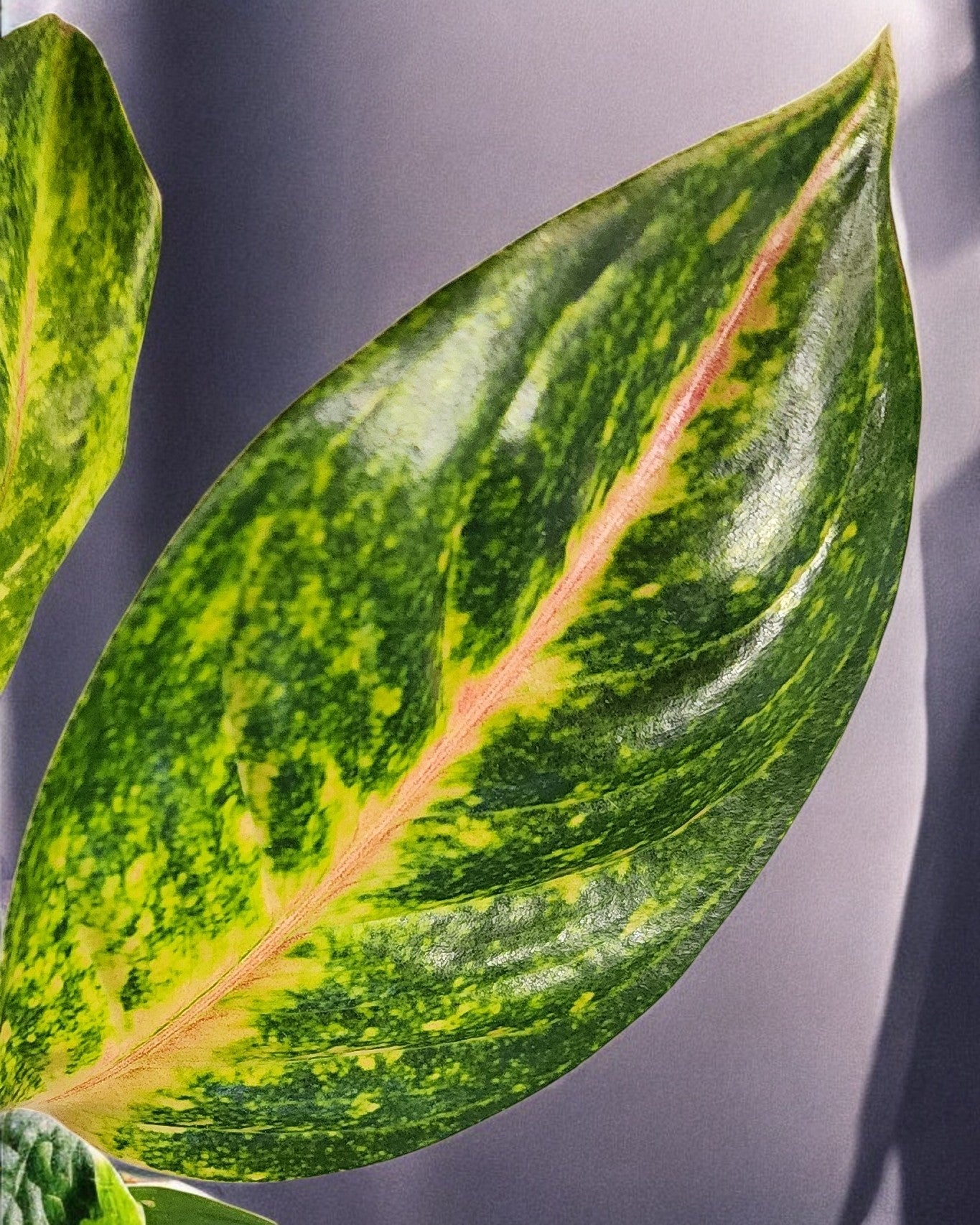 Aglaonema Green Papaya