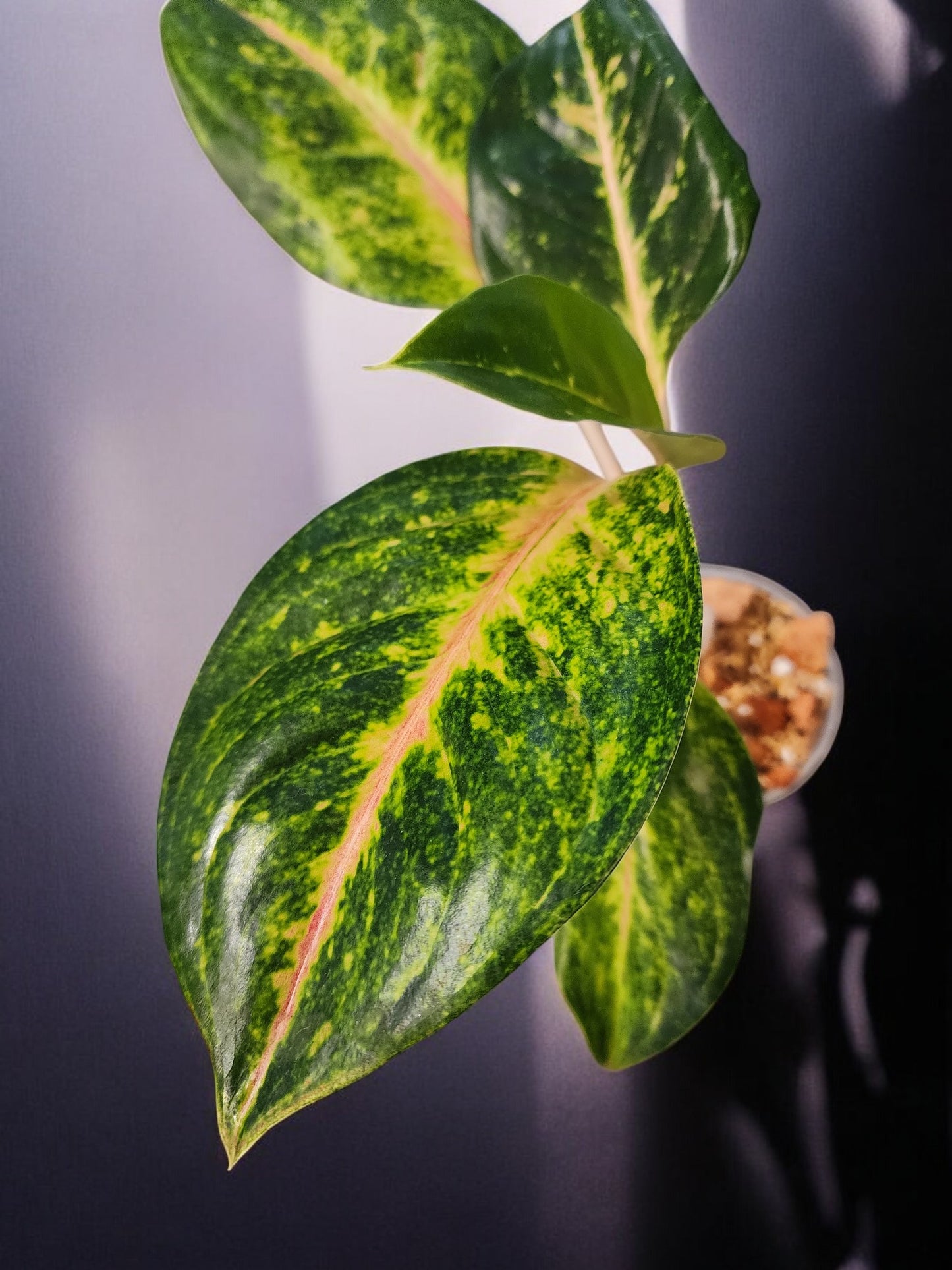 Aglaonema Green Papaya