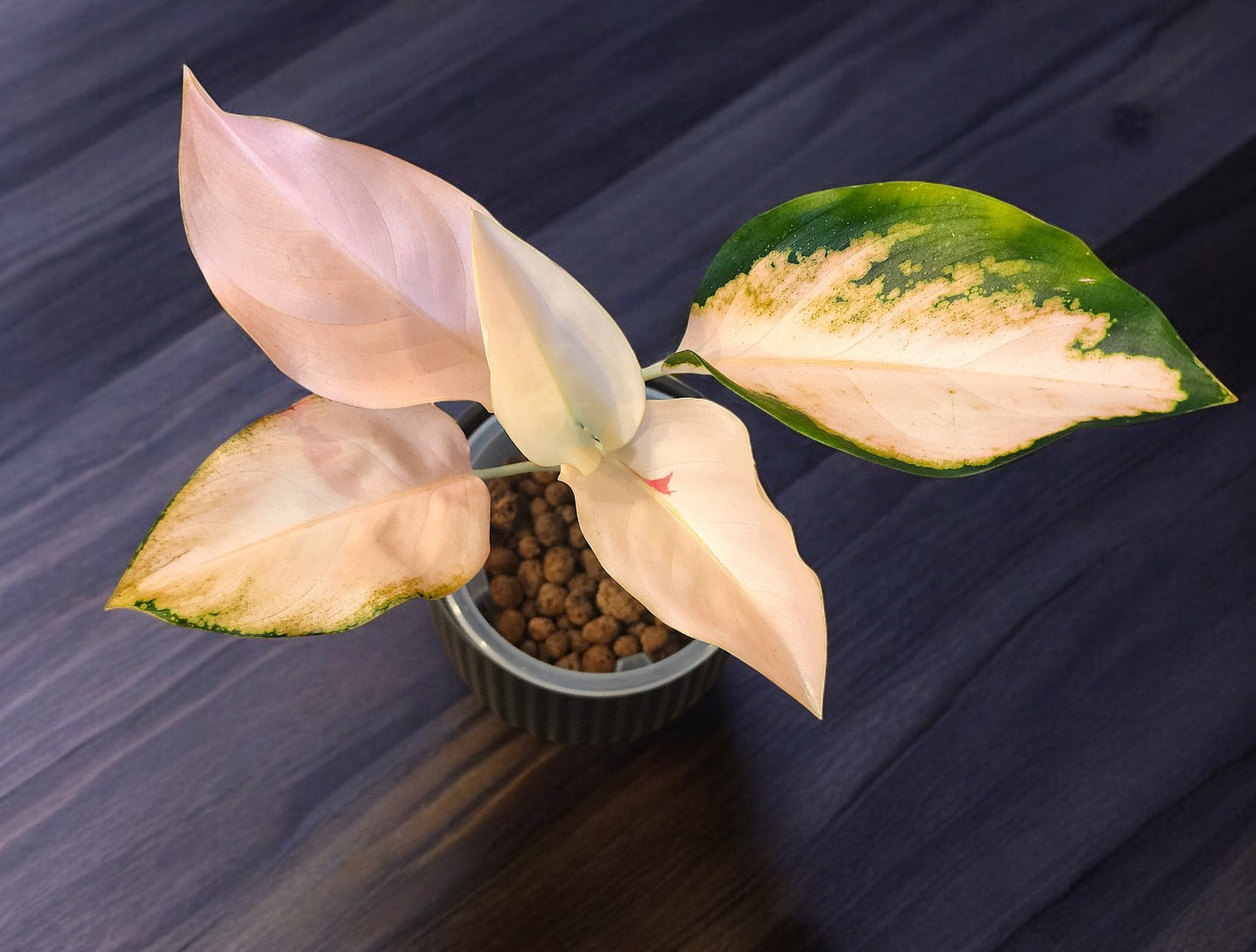 Aglaonema Peach Cochin