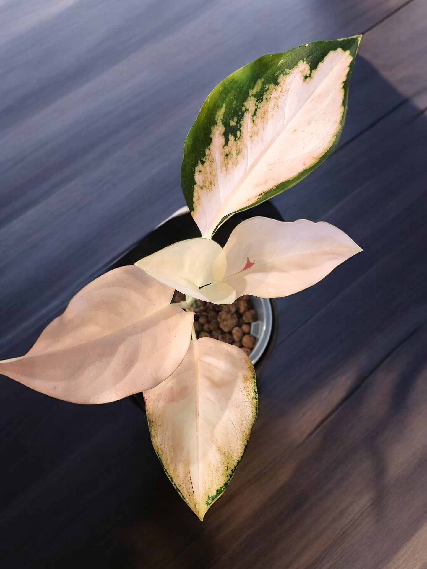 Aglaonema Peach Cochin