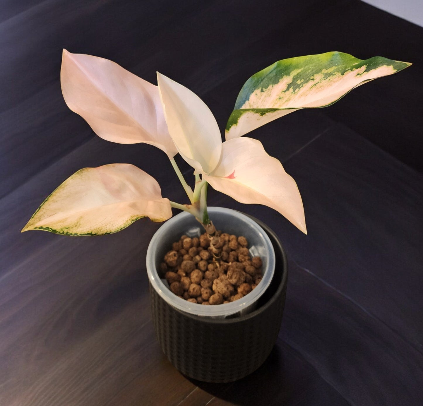 Aglaonema Peach Cochin