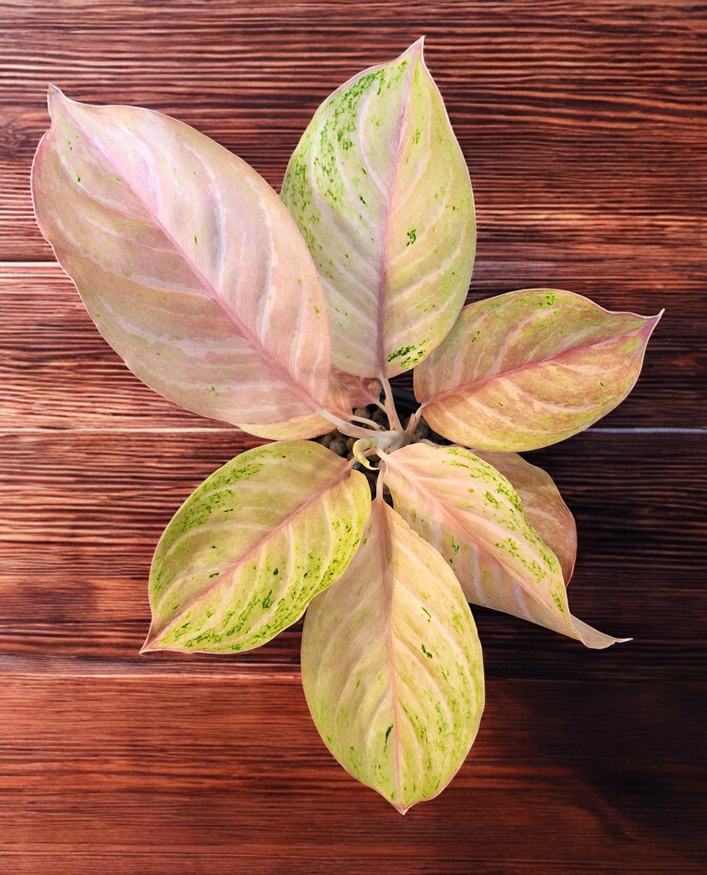 Aglaonema Pink Bidadari Mutation