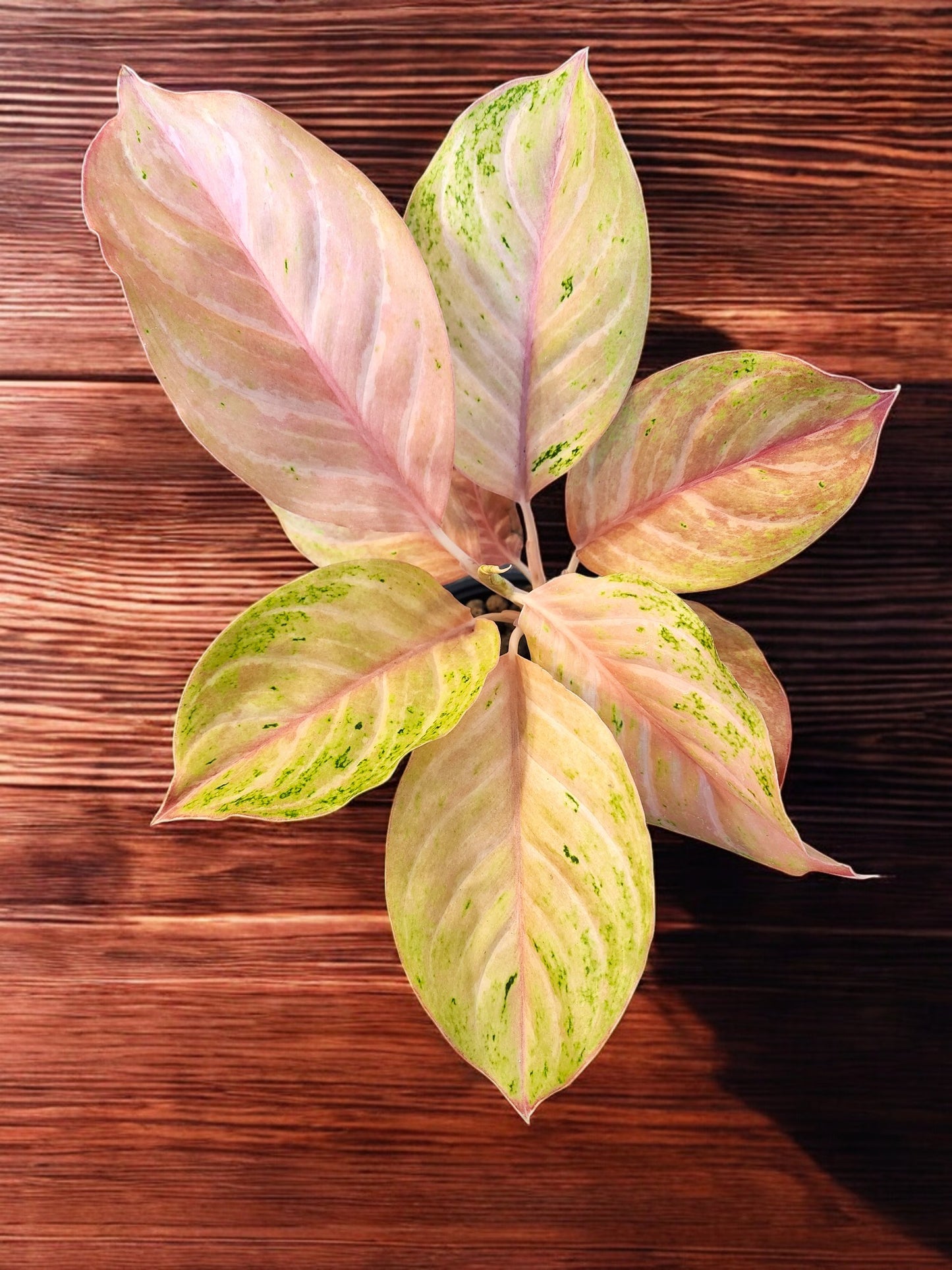 Aglaonema Pink Bidadari Mutation