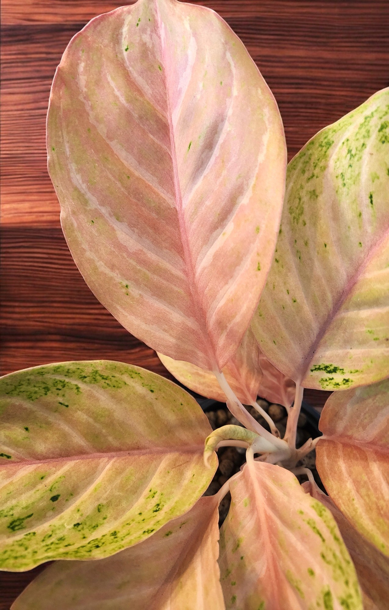 Aglaonema Pink Bidadari Mutation