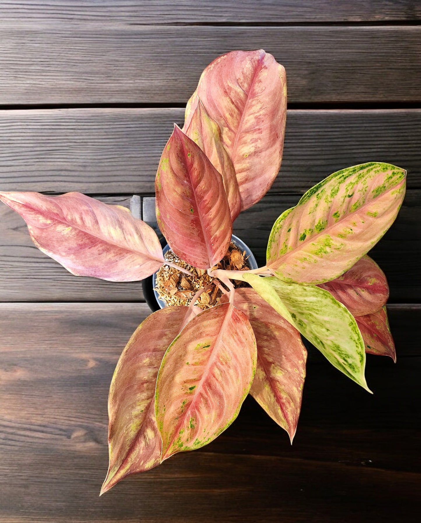 Aglaonema Pink Angel