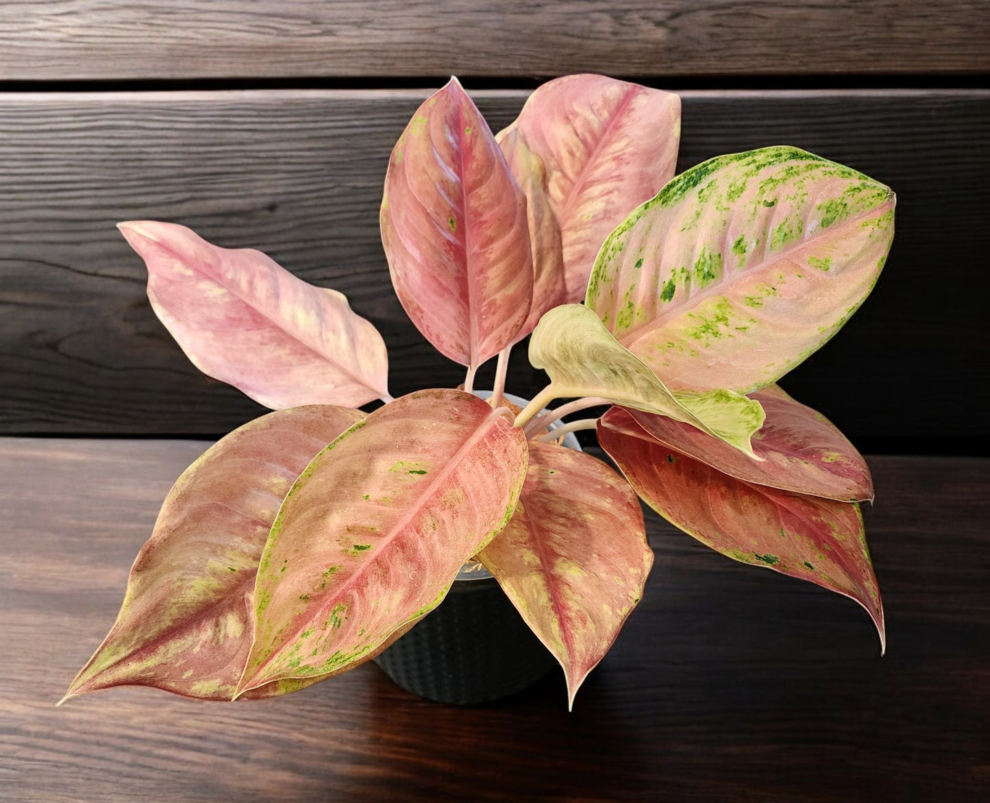 Aglaonema Pink Angel