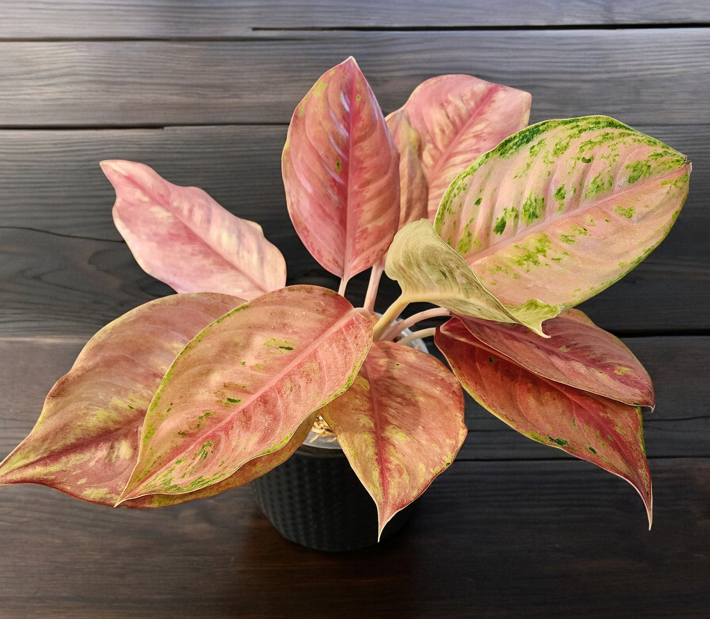 Aglaonema Pink Angel