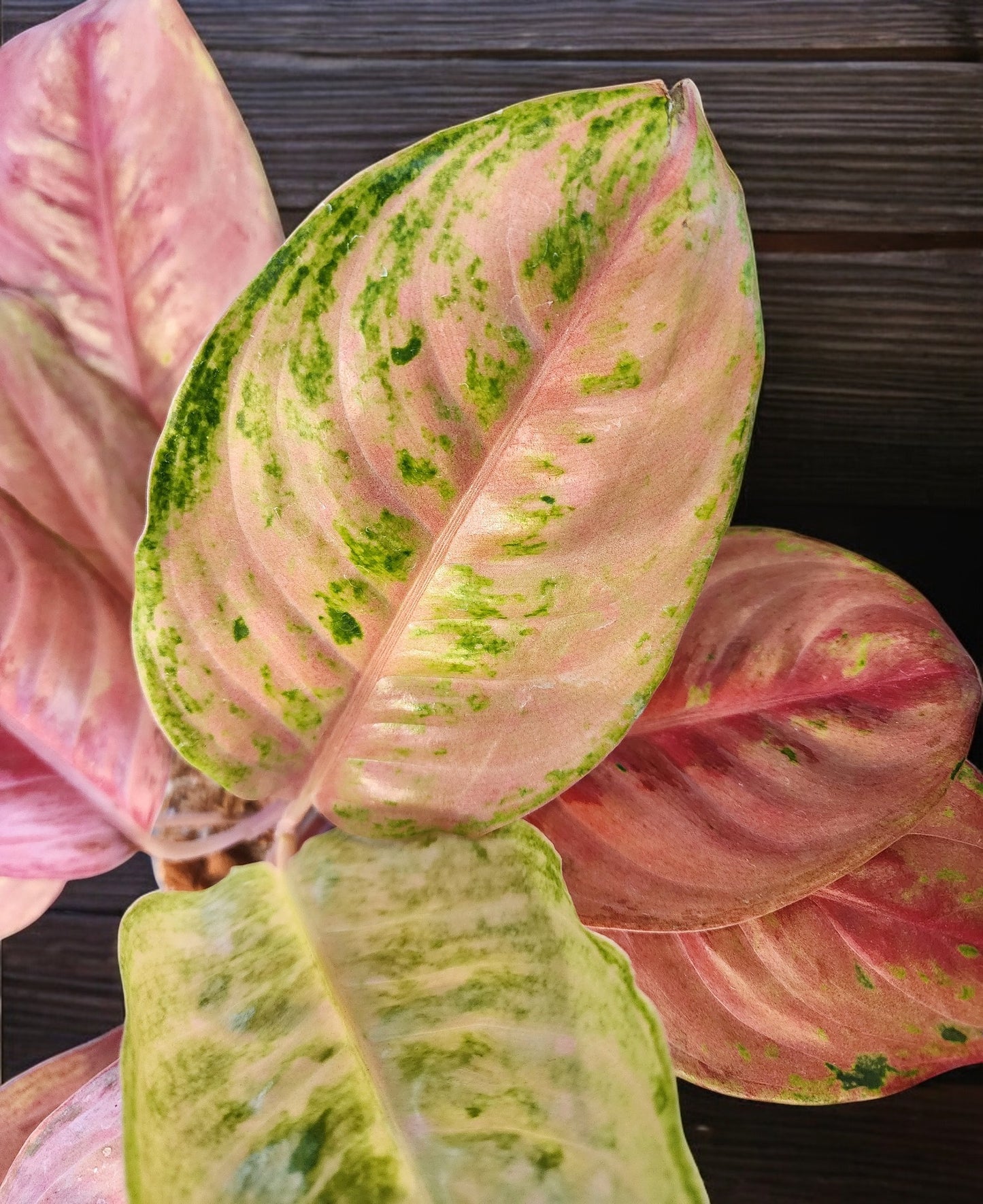 Aglaonema Pink Angel