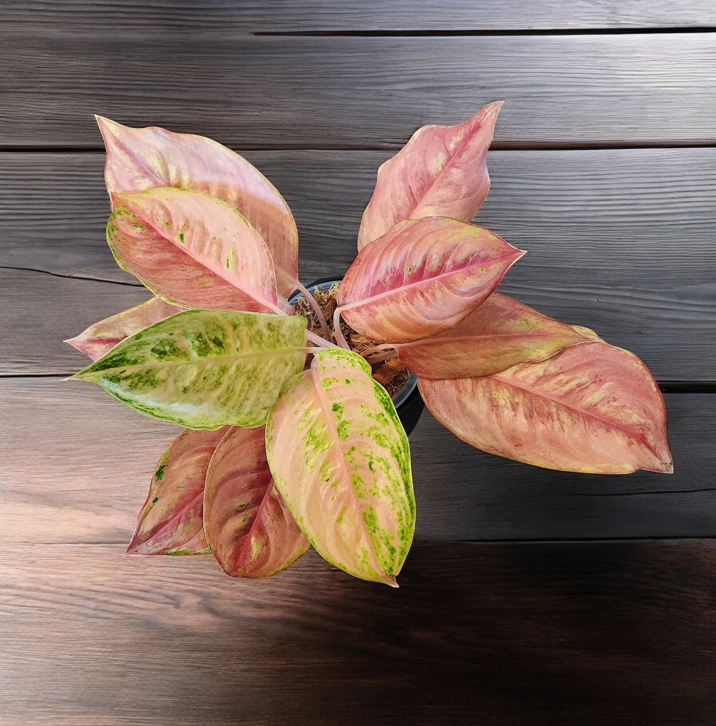 Aglaonema Pink Angel