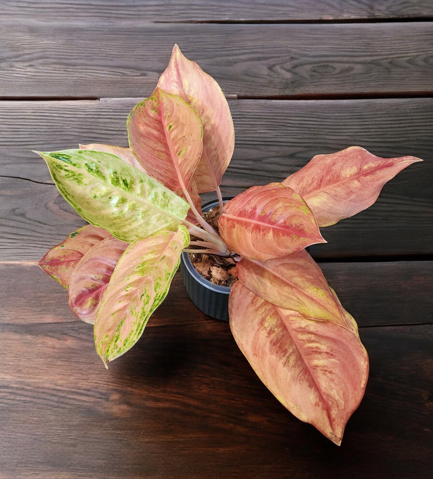 Aglaonema Pink Angel