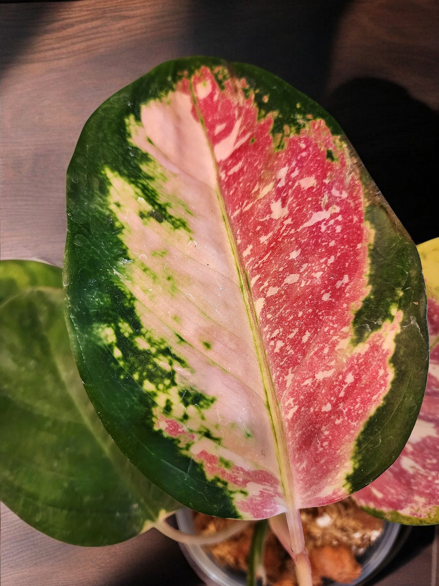 Aglaonema Tricolor Cochin - Roundleaf