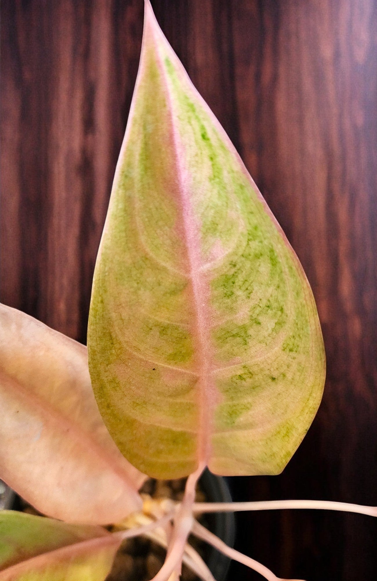 Aglaonema Mulan Mutation