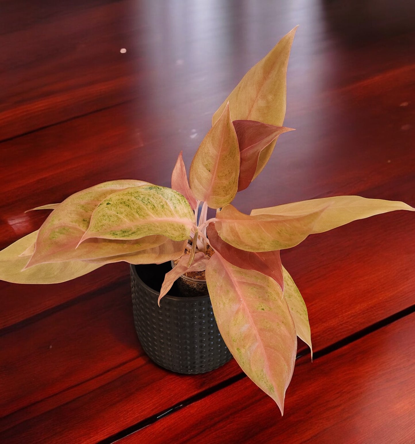 Aglaonema Mulan Mutation