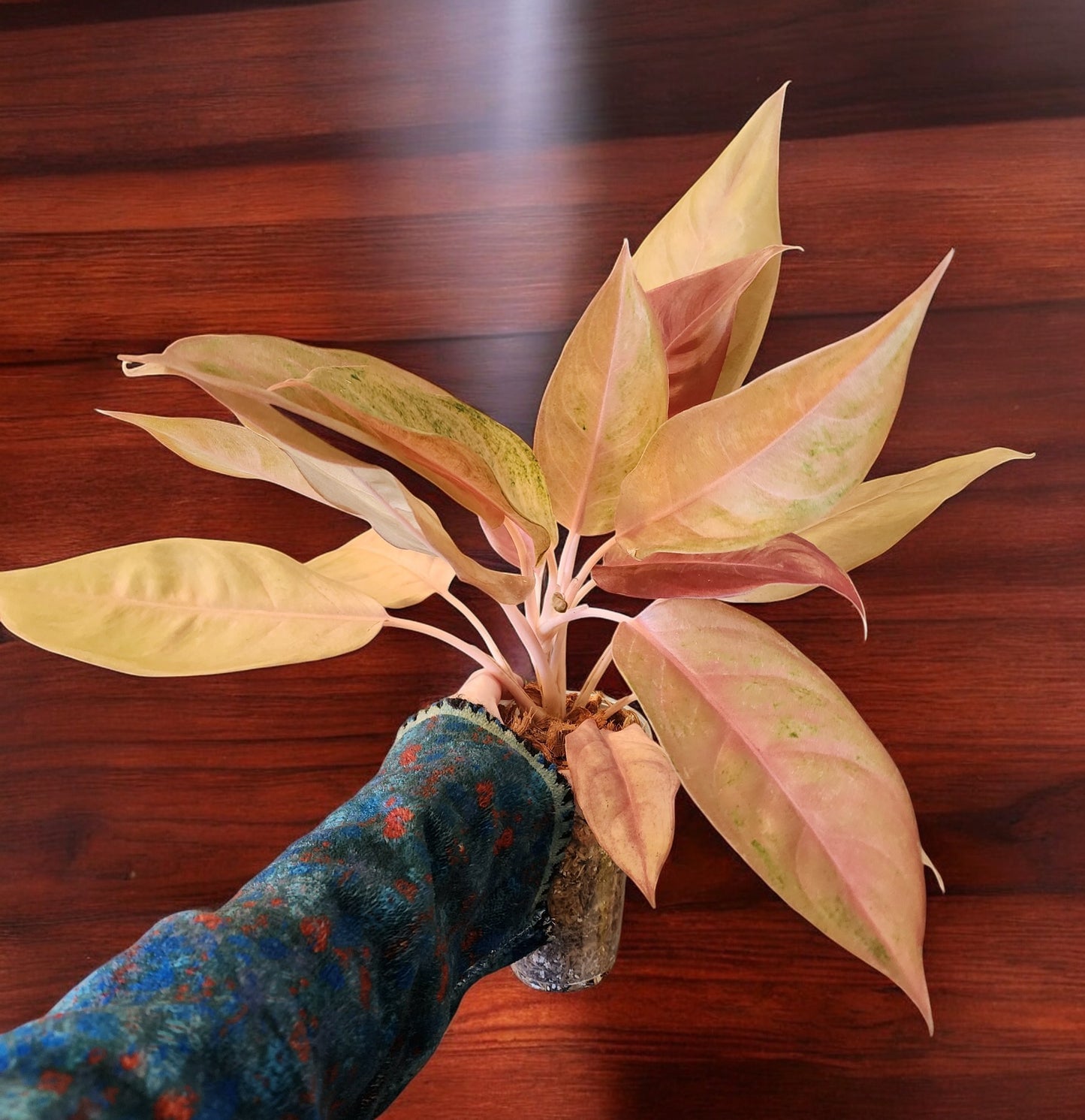 Aglaonema Mulan Mutation