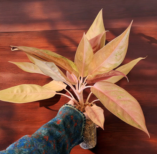 Aglaonema Mulan Mutation