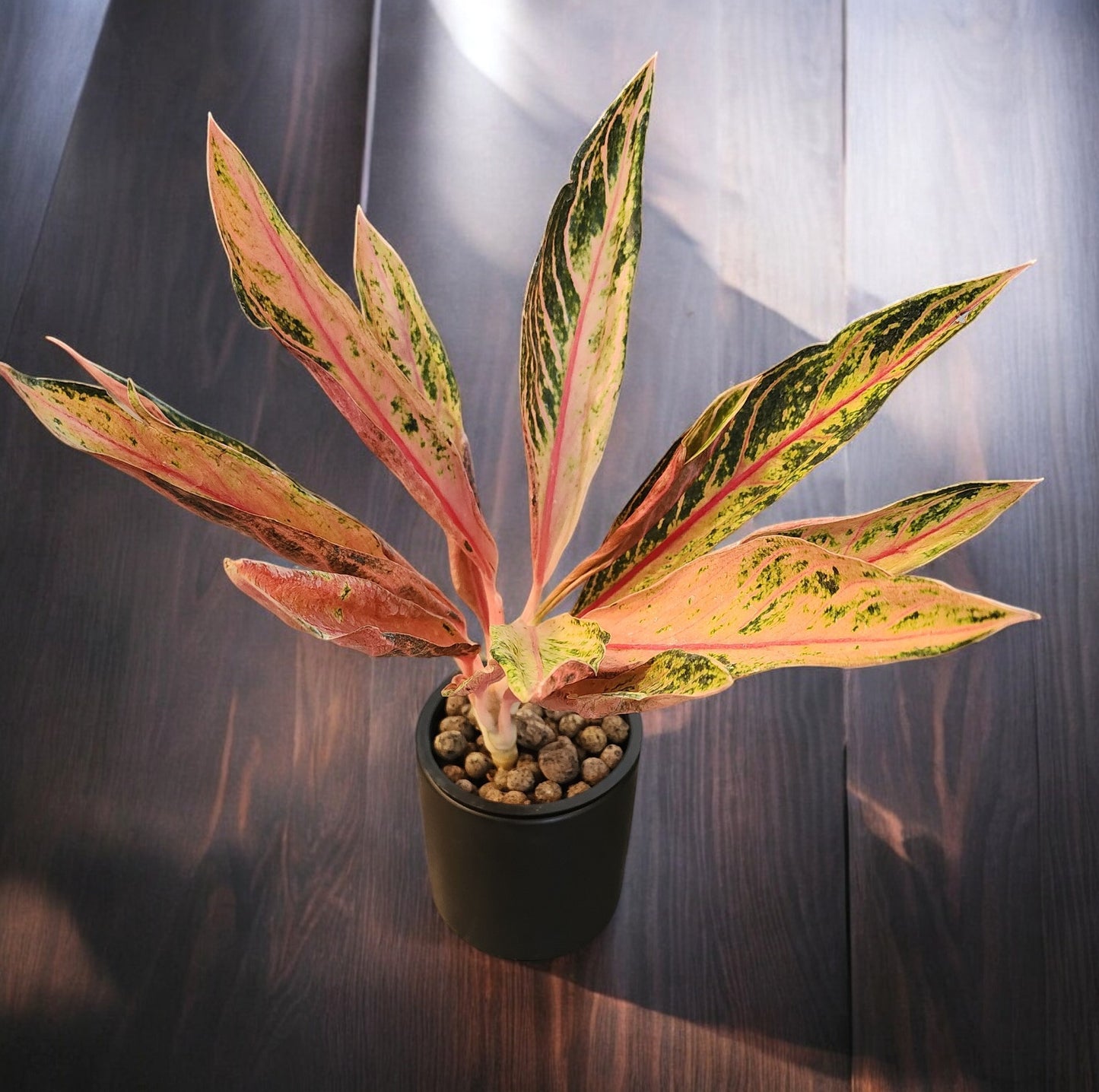 Aglaonema Pink Sumatra