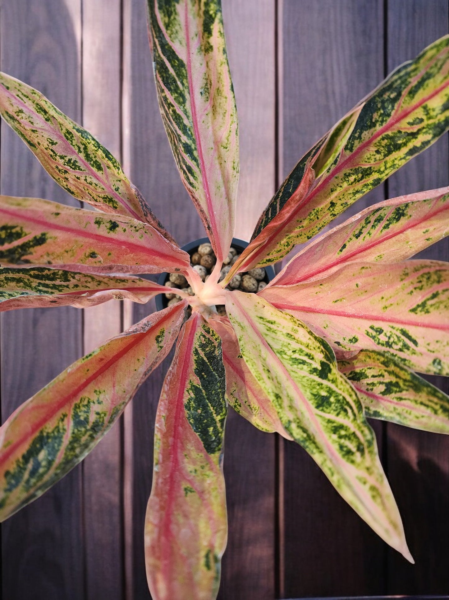 Aglaonema Pink Sumatra