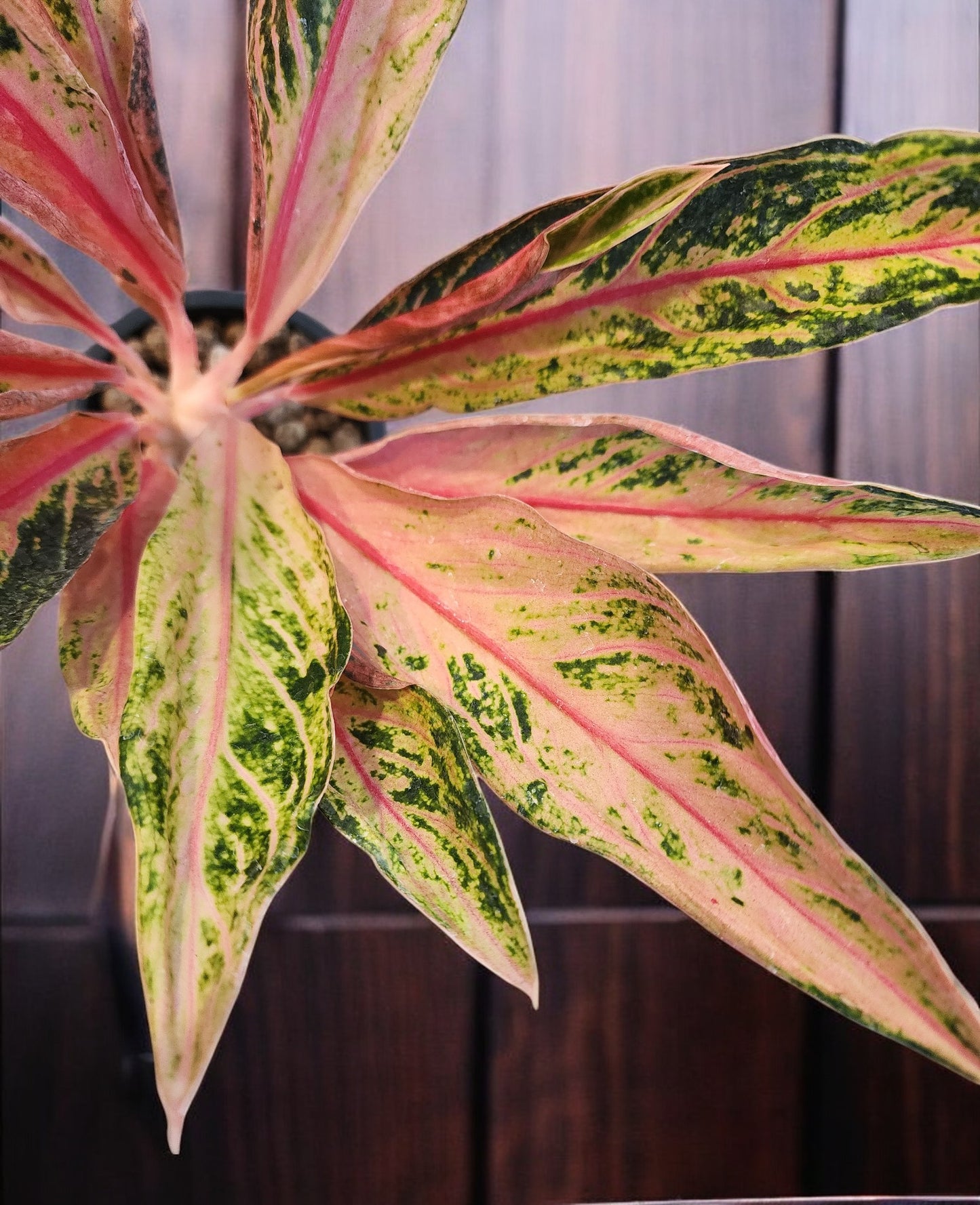 Aglaonema Pink Sumatra