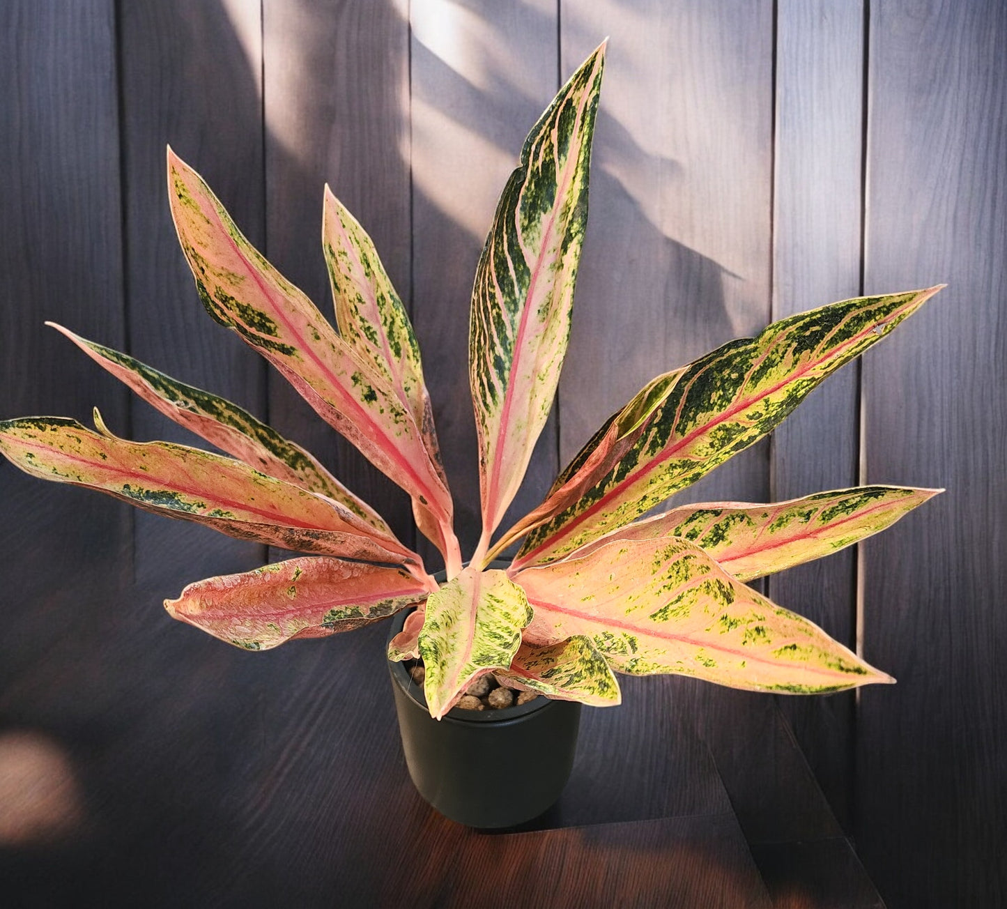 Aglaonema Pink Sumatra