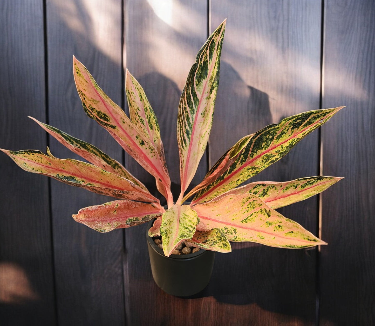 Aglaonema Pink Sumatra