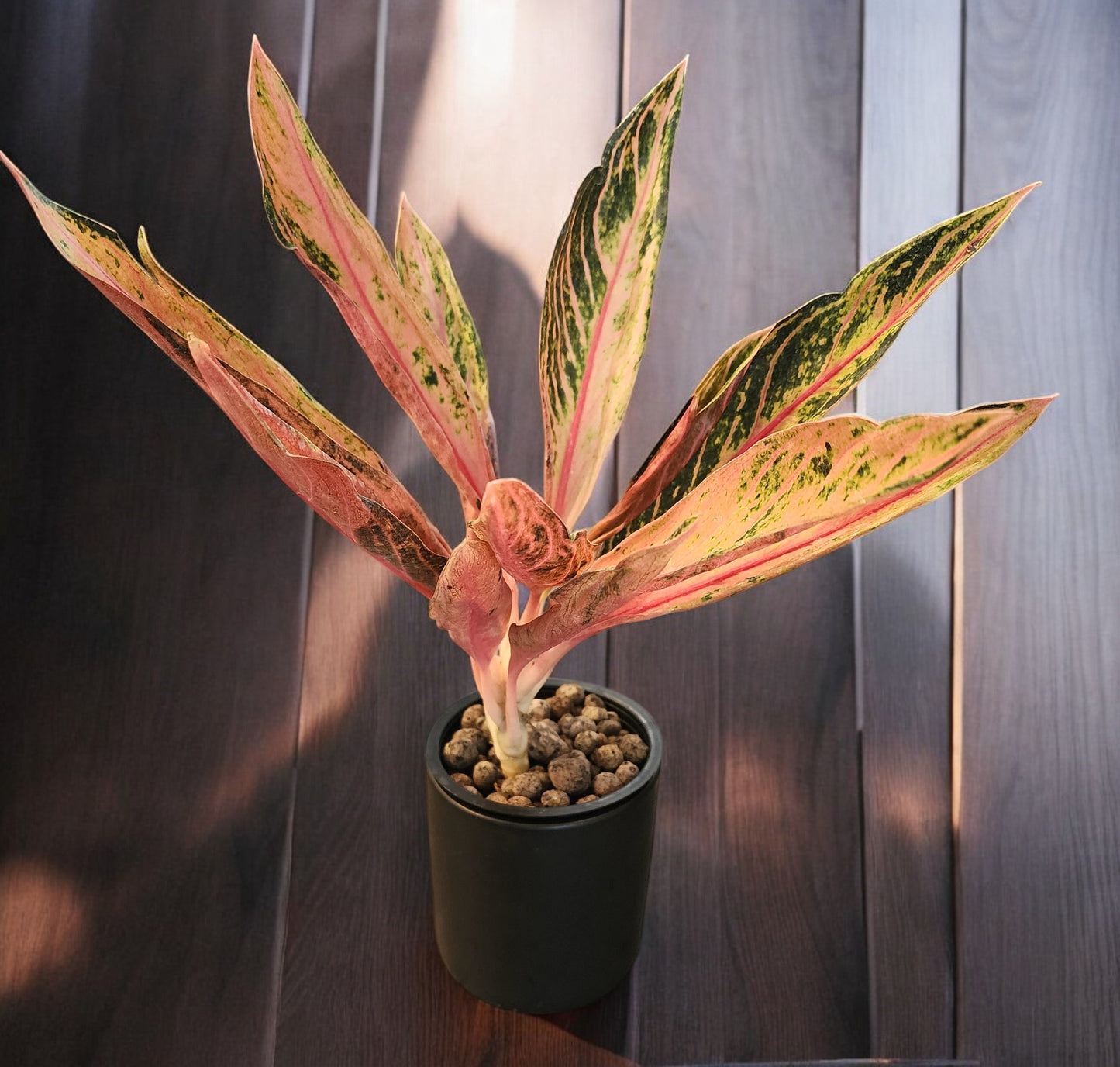 Aglaonema Pink Sumatra