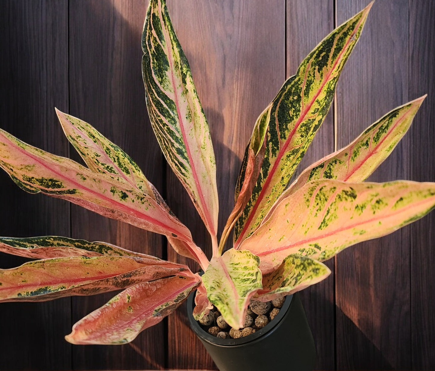 Aglaonema Pink Sumatra