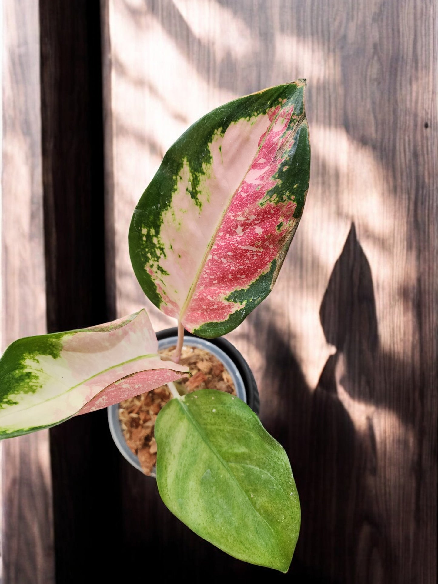 Aglaonema Tricolor Cochin - Roundleaf