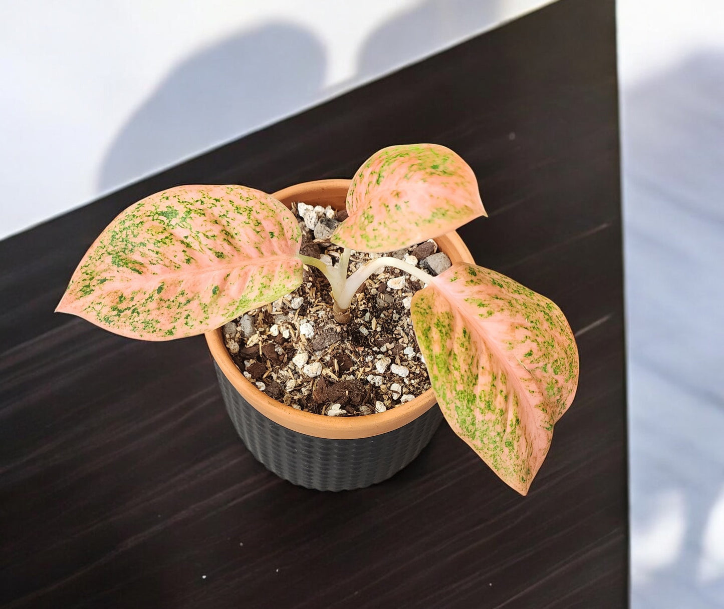 Aglaonema Orange Stardust