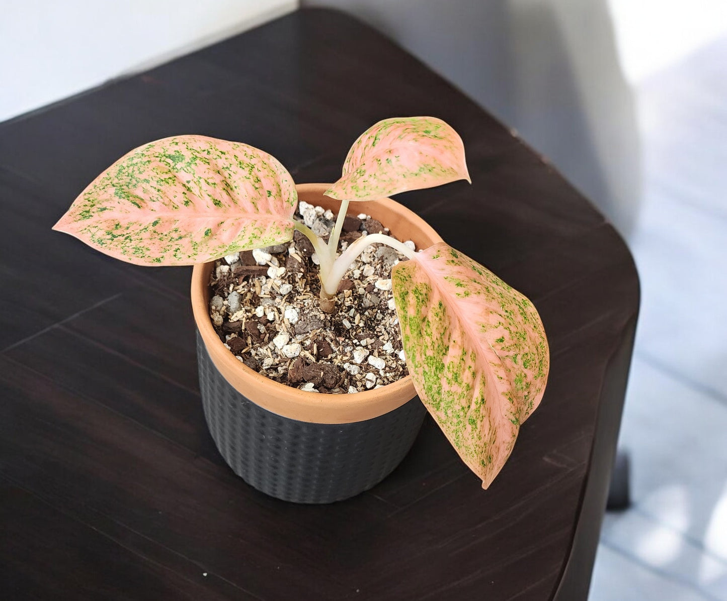 Aglaonema Orange Stardust