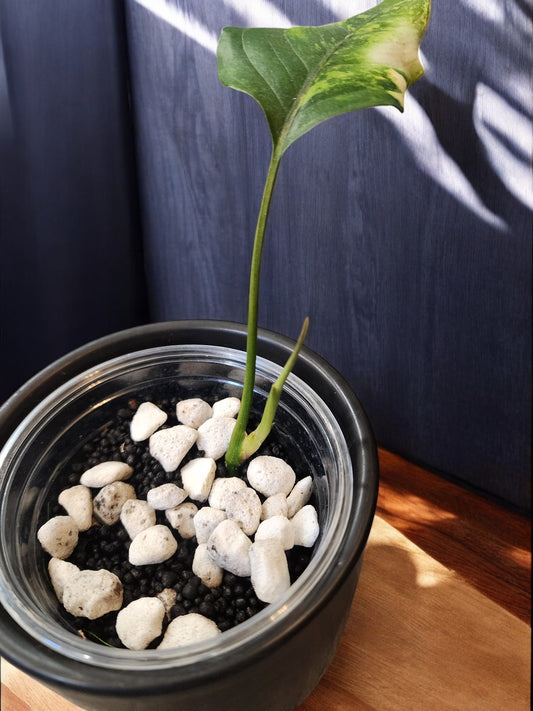 Aglaonema Siam Jade Aurea Variegated Albo