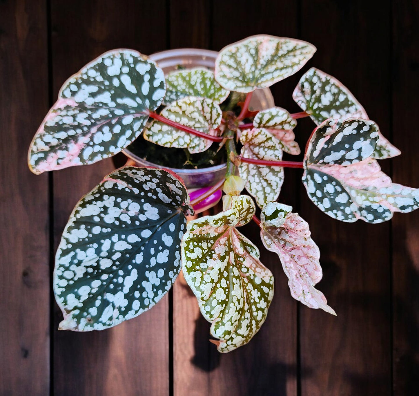 Pink Variegated Snow Capped Galaxy Begonia