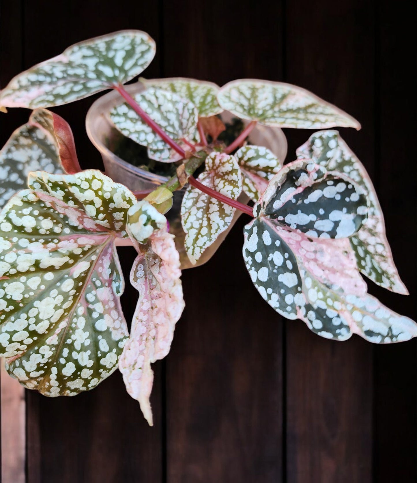 Pink Variegated Snow Capped Galaxy Begonia