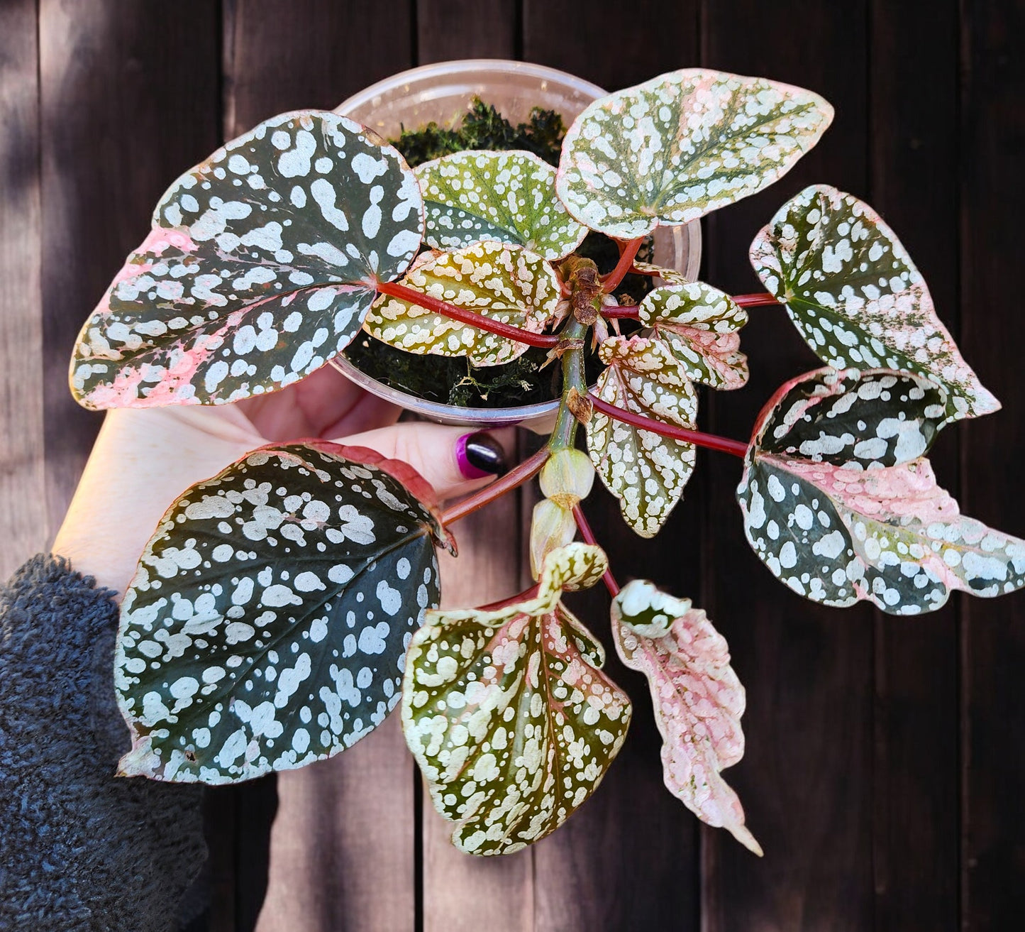 Pink Variegated Snow Capped Galaxy Begonia