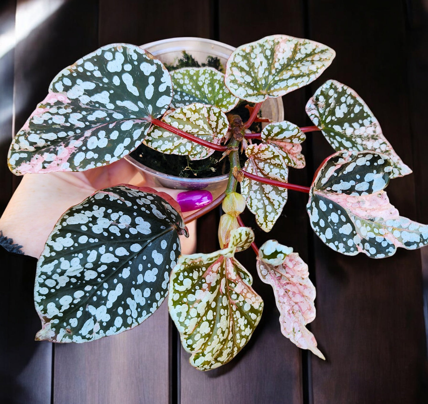 Pink Variegated Snow Capped Galaxy Begonia