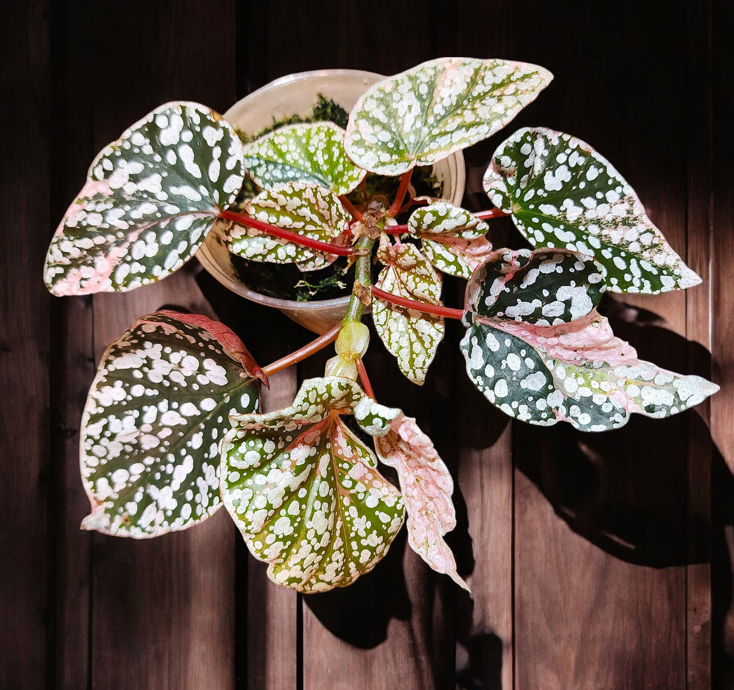 Pink Variegated Snow Capped Galaxy Begonia