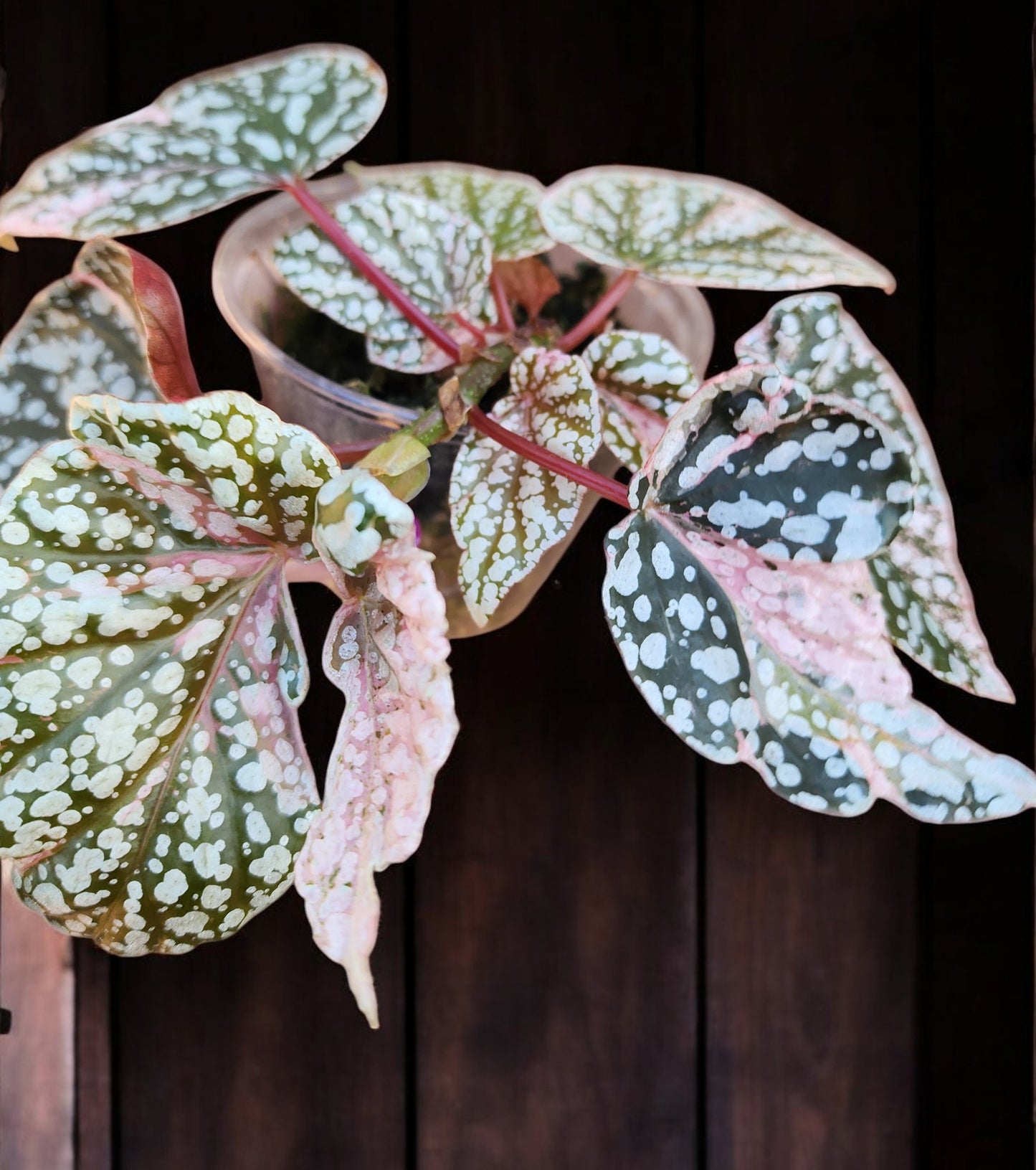 Pink Variegated Snow Capped Galaxy Begonia