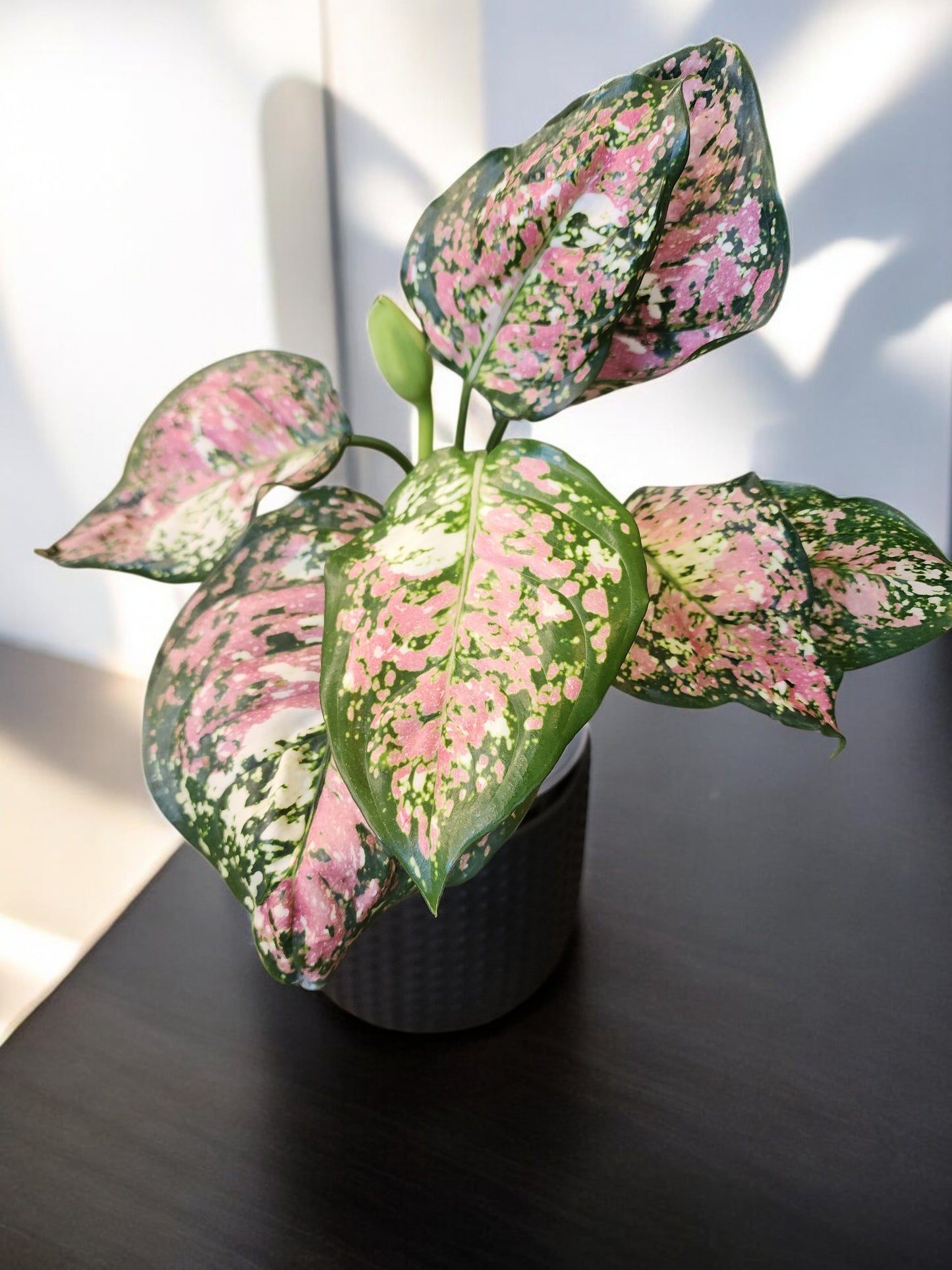 Aglaonema Red Tricolor Unyamanee