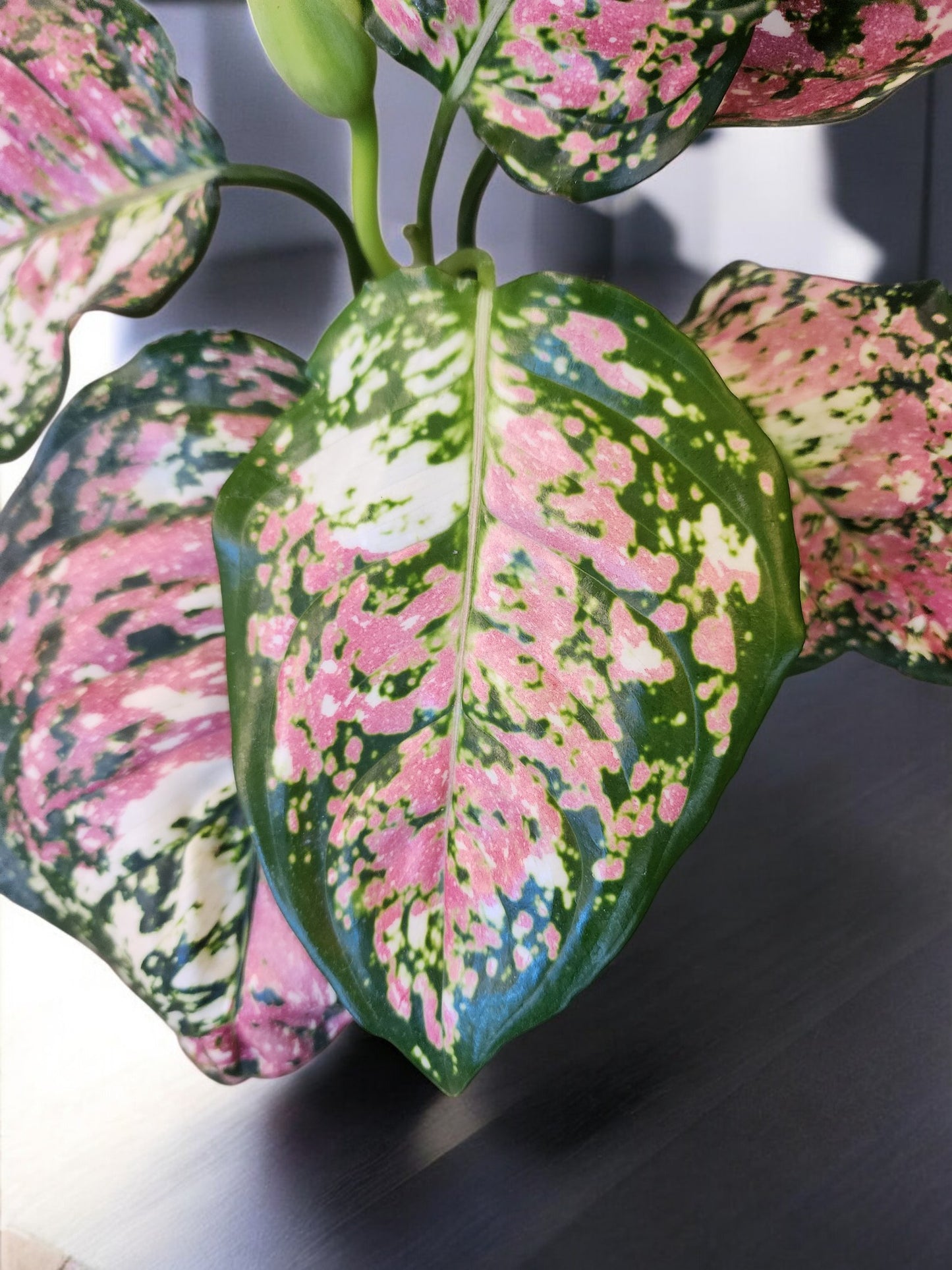 Aglaonema Red Tricolor Unyamanee