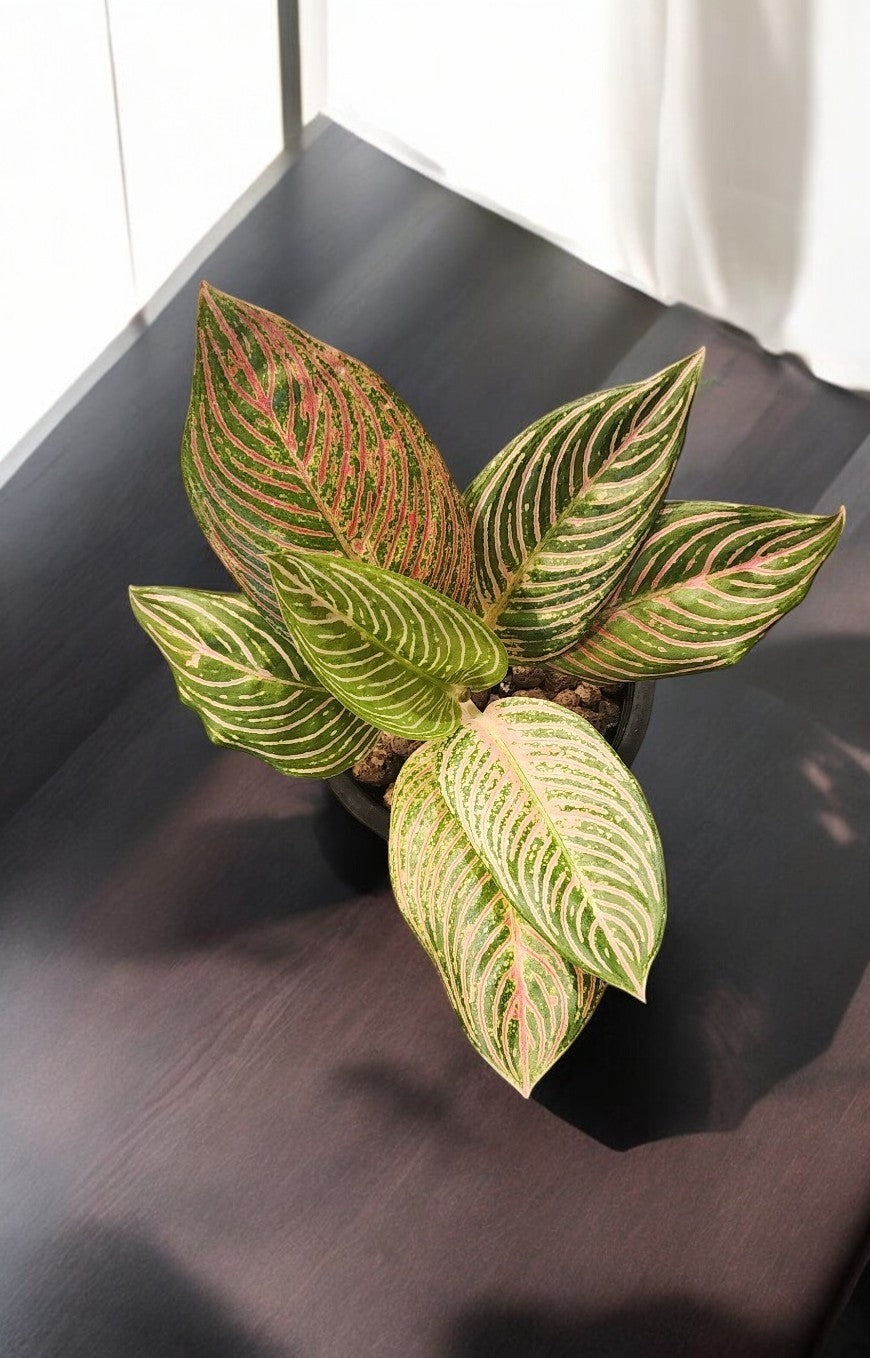 Aglaonema Golden Hope