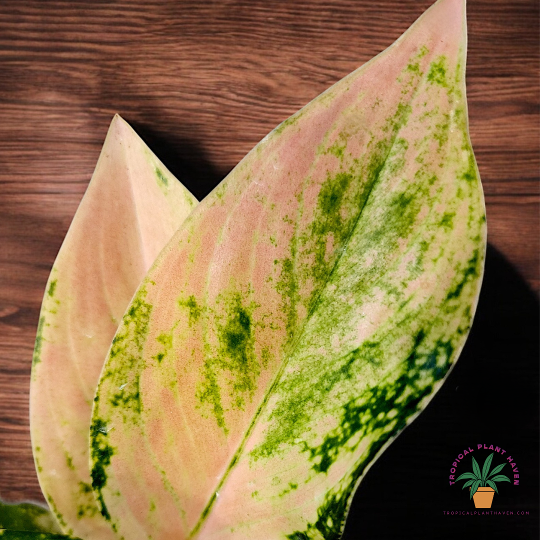 Aglaonema Ebony Cochin