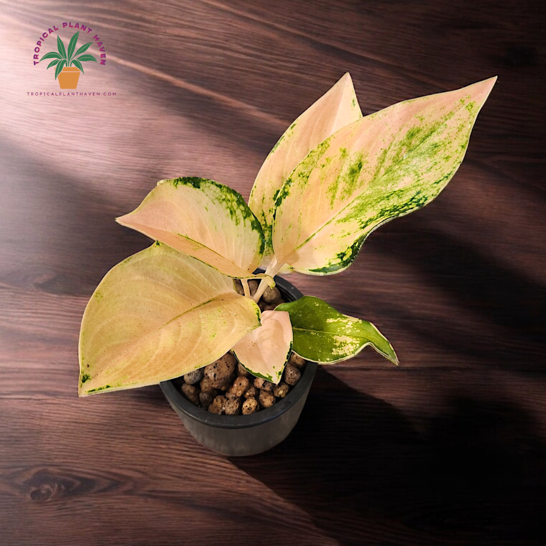 Aglaonema Ebony Cochin