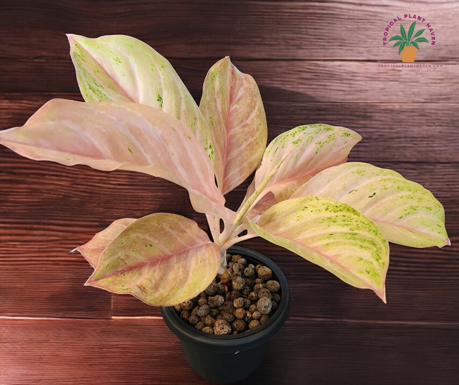 Aglaonema Pink Bidadari Mutation