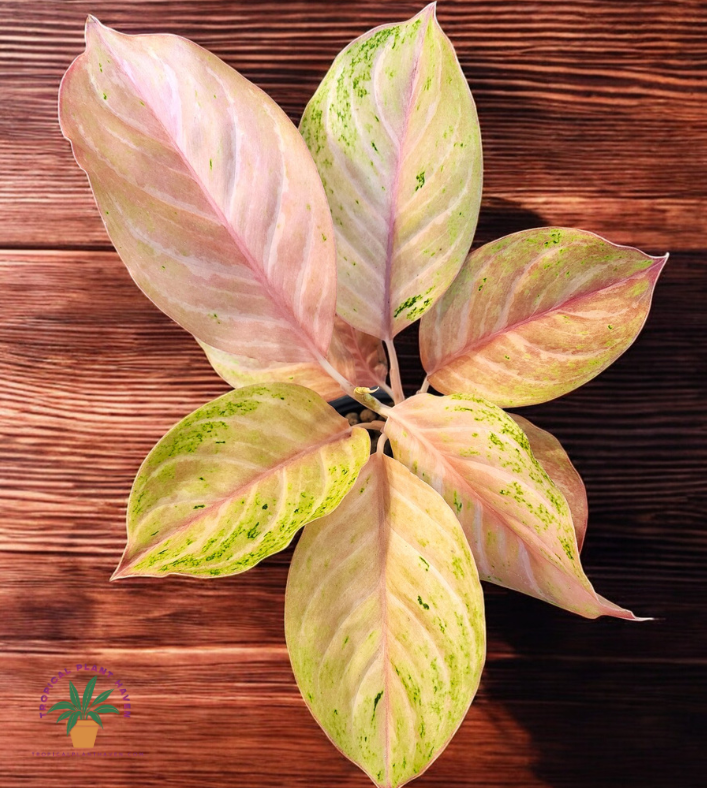 Aglaonema Pink Bidadari Mutation