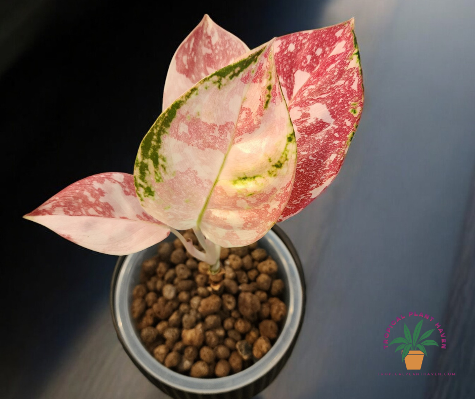 Aglaonema Tricolor Cochin -  Longleaf