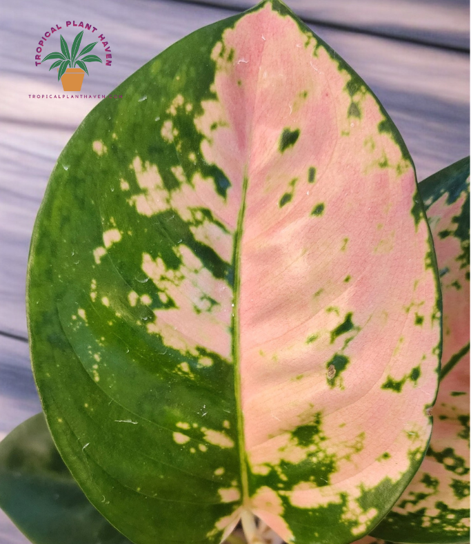 Aglaonema Ebony Cochin